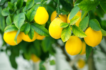 Ripe lemons hanging on a tree