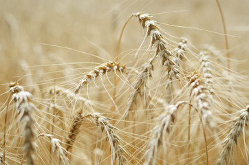 Bread ripens in the field