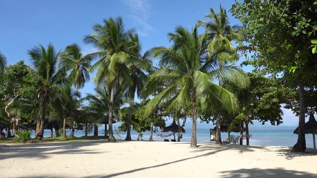 Coconut Palm trees ont the island Dos Palmas