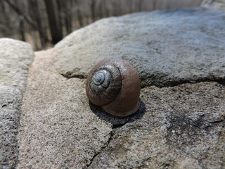 snail on rock