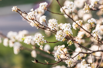 White cherry blossom sakura tree macro closeup with flower petals in spring, springtime Washington DC Northern Virginia, branches, background