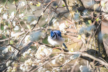 One blue jay, Cyanocitta cristata, bird perched on tree branch in sunny colorful spring in Virginia, funny aerial fluffing preening feathers warmth