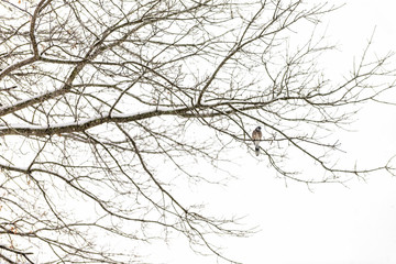 One blue jay, Cyanocitta cristata, bird sitting perched on tree branch during heavy winter covered in snow in Virginia, snow flakes falling, far distant