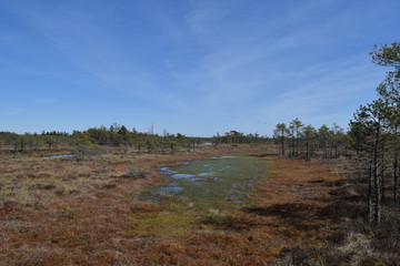 Swamps and wildlife.