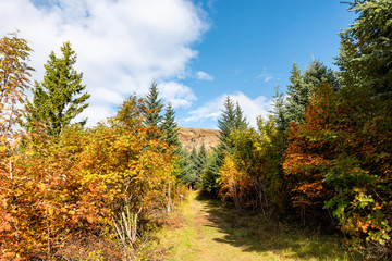 Fototapeta premium Landscape view of orange foliage autumn fall season, pine tree forest trail hiking path in Iceland Golden Circle, Laugarvatn