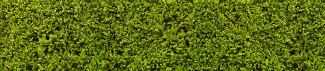 Hedge composed of thousands of yew branches. A natural wall of green.