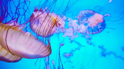 Jellyfish
