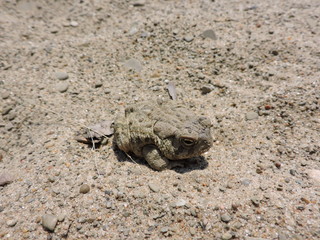 Beach Toad