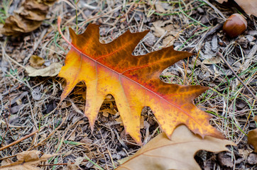 Autumn yellow- orange oak leaf on a the ground closeup.