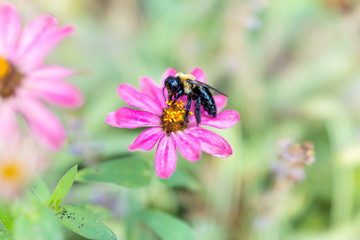 Macro closeup of carpented bee collecting pollen from pink, purple daisy flower in garden showing detail and texture