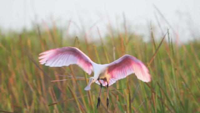 Roseate spoonbill flying and landing in South Florida Everglades marsh swamp wetland. Shot in slow motion.