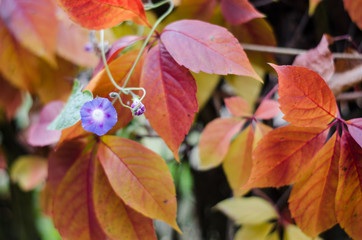 purple small flower on a background of red leaves in autumn.