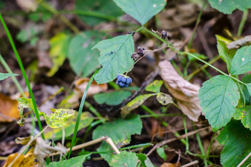 Ripe blackberry on the background of the earth and green leaves closeup.