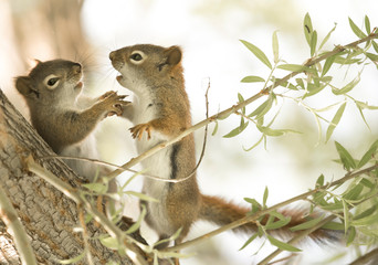 Obraz premium Red Sqyuirrels