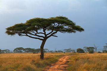 Lone Acacia Tree and Dirt Road