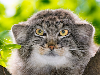 The Manul Face 