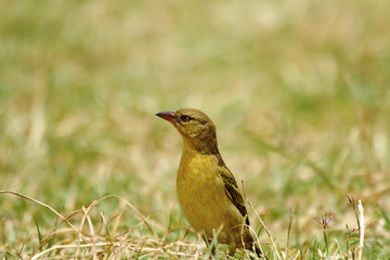 Alert Sparrow