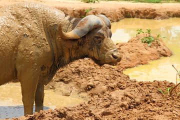 Fototapeta premium Angry Cape Buffalo