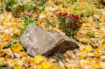 Autumn flower garden bed. Stone with red chrysanthemum.