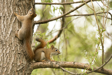 Red Sqyuirrels