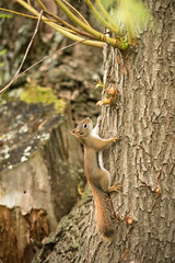 Red Sqyuirrels