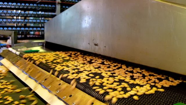 Automated production line of salt cracker cookies. Cookies on conveyor belt