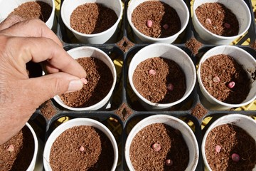 Planting seeds of pea / Kitchen garden