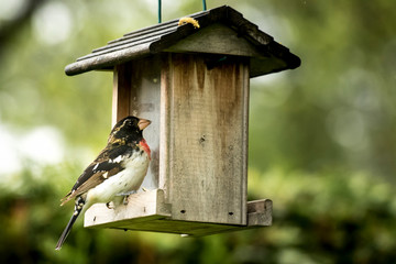 Rose Breasted Grosbeak  on a Bird Feeder