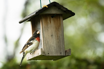 Rose Breasted Grosbeak  on a Bird Feeder