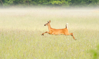 White Tail Deer Running Through a Field