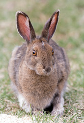 Varying Hare