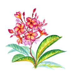 Tropical flower Plumeria(frangipani), watercolor painting on white background, isolated.