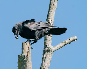 crow