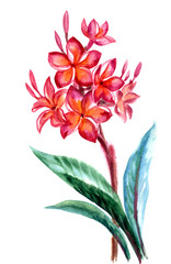Tropical flower Plumeria(frangipani), watercolor painting on white background, isolated.