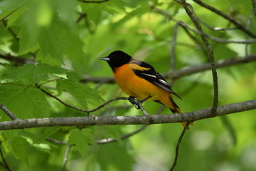 Song Birds and Chicks