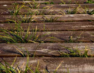 Wooden bridge on the green grass. Low bridges - a path among the grass