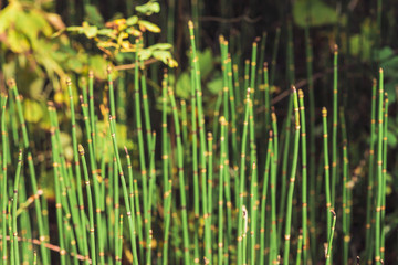 Horsetail grass grow in sunlight. Jointed stems of puzzletail grass close up. Green equisetum in sunny light on bokeh background. Bright detailed natural texture of snake grass with copy space.
