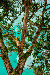 beautiful green trees with blue sky background