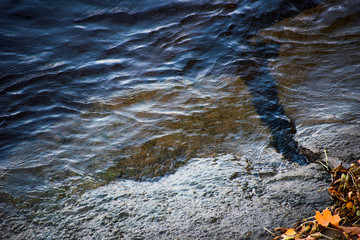 Cold water and autumn leaves