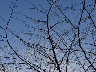 branches of a tree