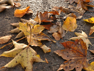 autumn leaves on the ground