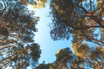 crowns of pines against the blue sky, toned