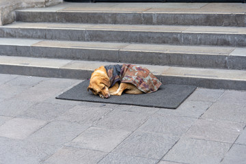 Military guard dog resting