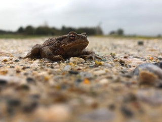 Kröte auf Schotterweg