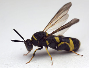 Leucospis