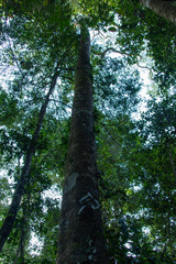 Tall Tree in the Amazon forest