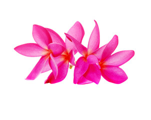 Pink Frangipani flower isolated on white background
