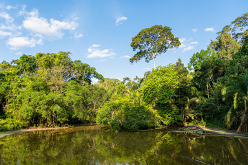 Lake in the Amazon Rainforest