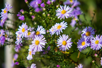 flowers in the garden