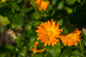 yellow flower